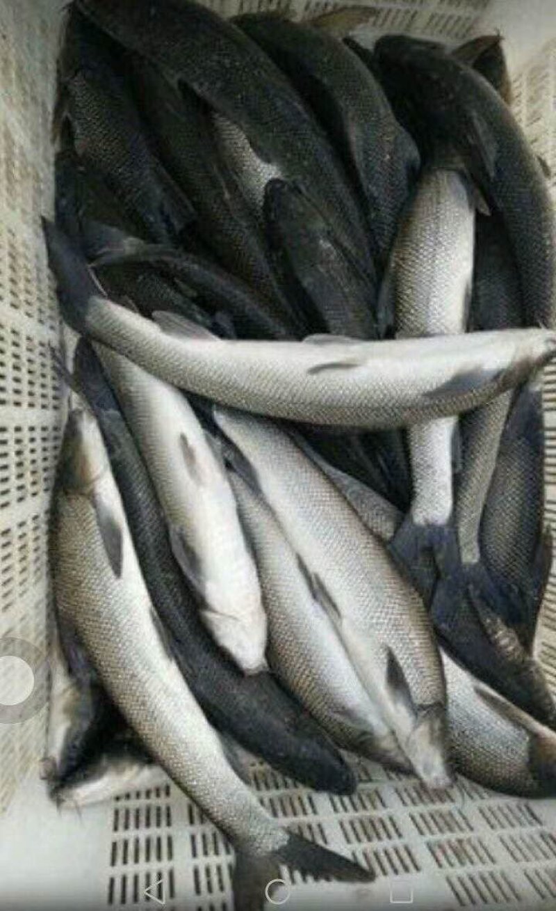 银鳕鱼大鳞鲃鱼场直供保证品质可送货上门量大从优