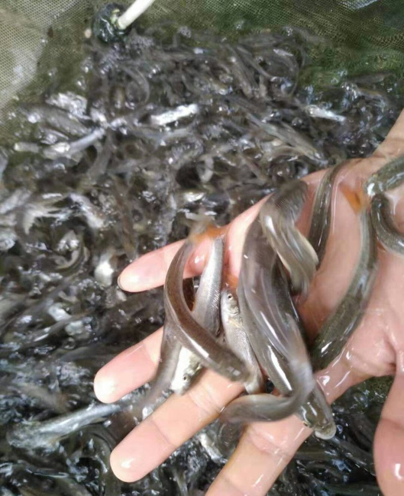 银鳕鱼大鳞鲃鱼场直供保证品质可送货上门量大从优