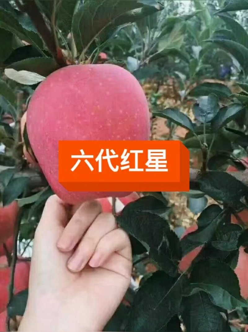 苹果苗红星苹果苗六代中秋国庆上市