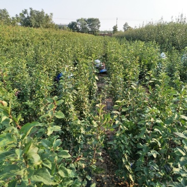 苹果苗红星苹果苗六代中秋国庆上市