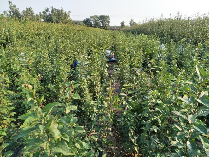 苹果苗红星苹果苗六代中秋国庆上市