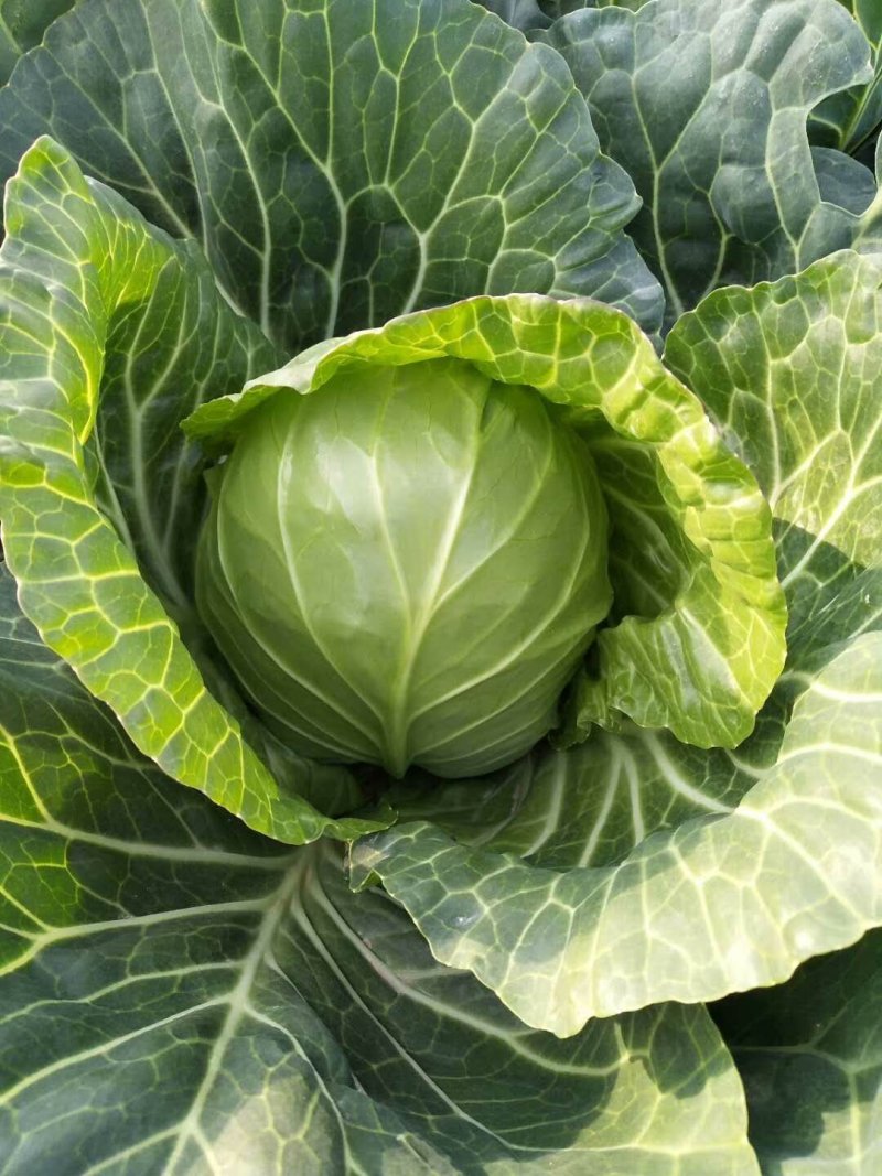 优选湖北基地扁包菜，大量有货质优价廉一手货源现砍现发品质