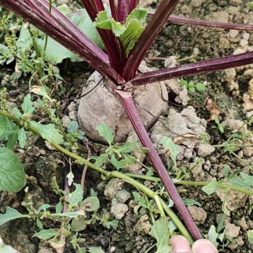 红甜菜红菜头