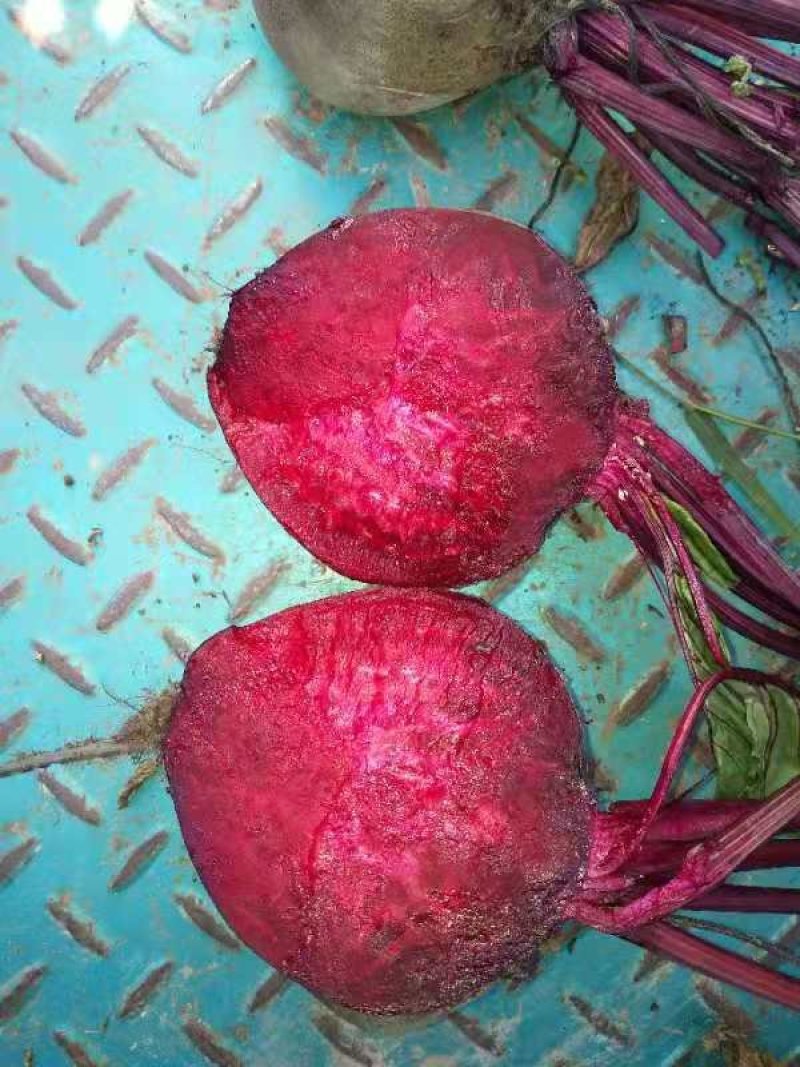 红甜菜红菜头