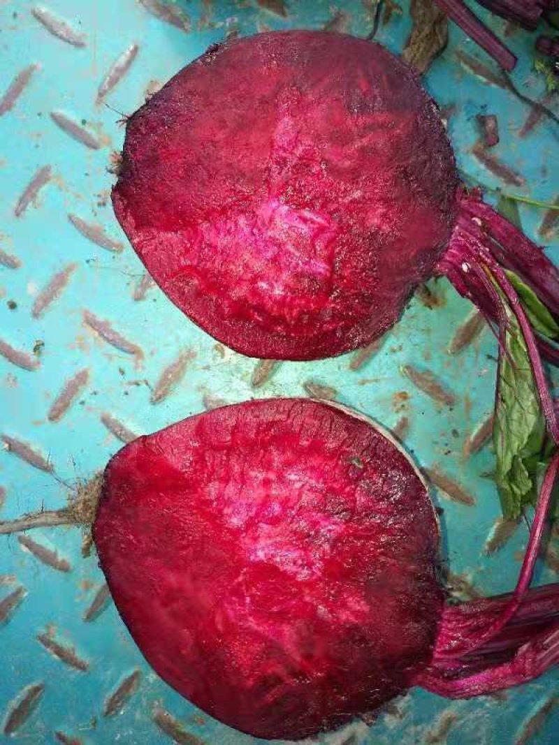 红甜菜红菜头