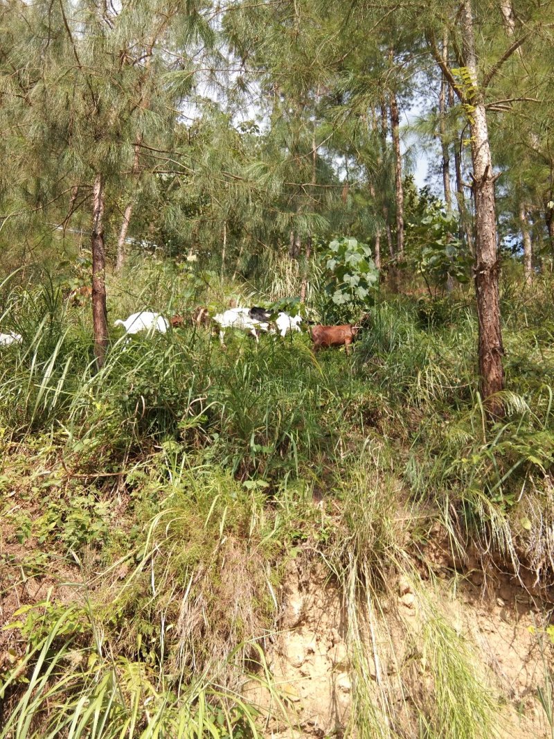 山羊