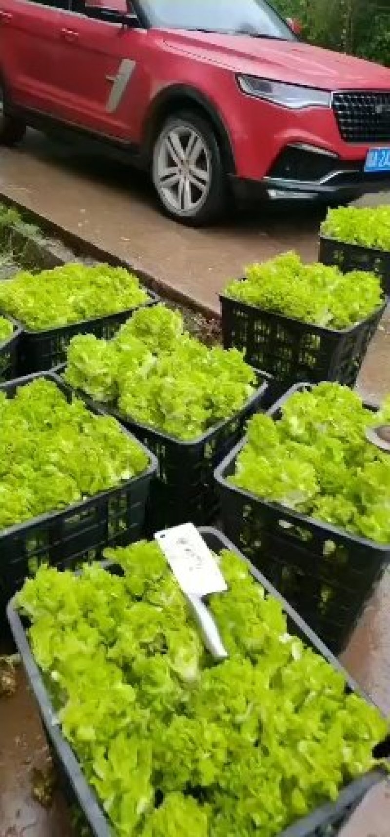 早熟儿菜上市了要货的老板赶紧预定量大从优