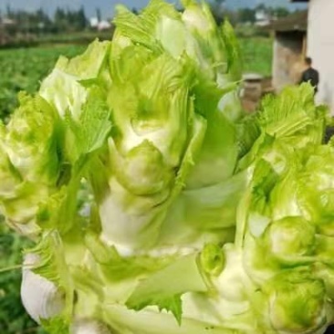 儿菜，要货的老板赶紧预定，好第一时间给你安排发货。