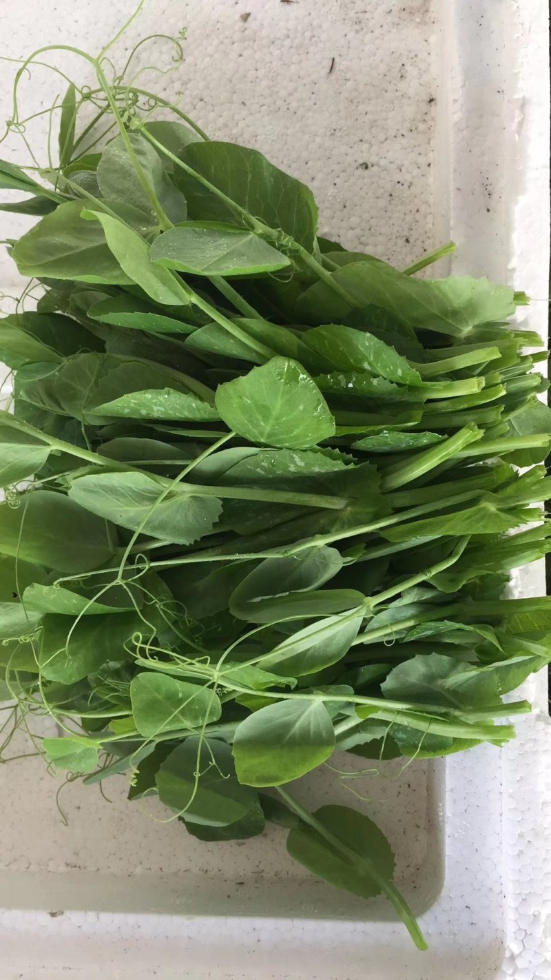 儿菜，要货的老板赶紧预定，好第一时间给你安排发货。