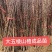 大金星山楂苗，大五棱山楂苗，甜红子山楂苗
