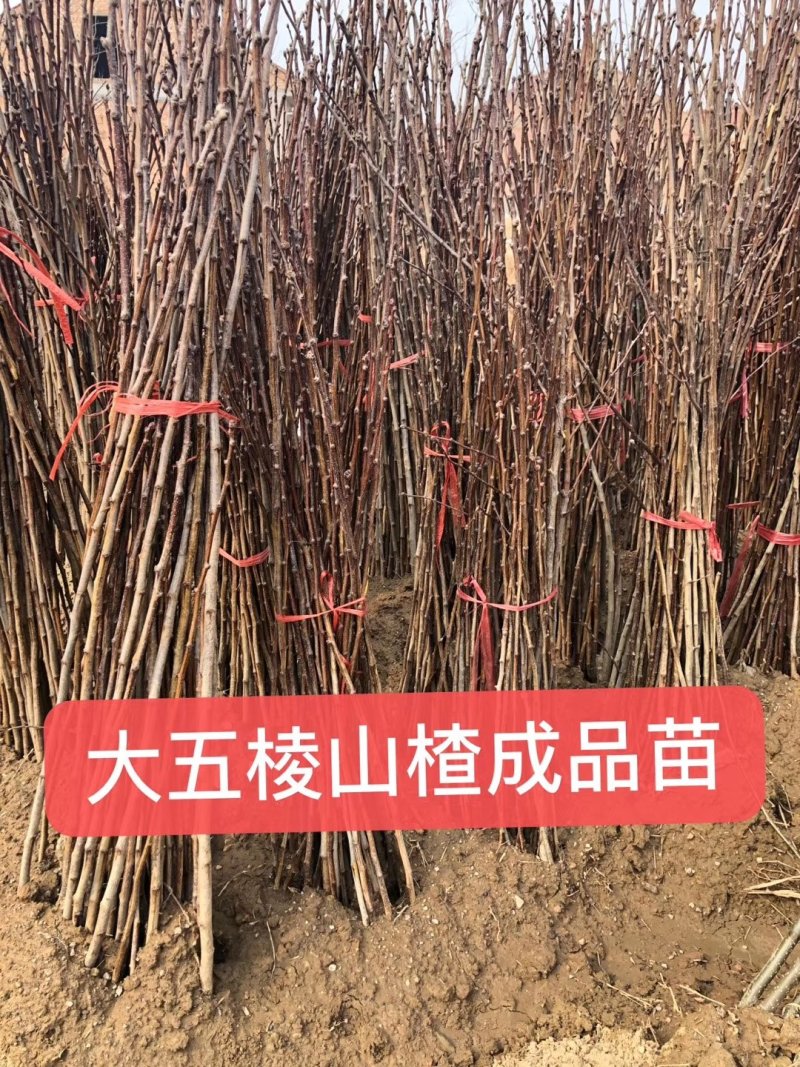 大金星山楂苗，大五棱山楂苗，甜红子山楂苗