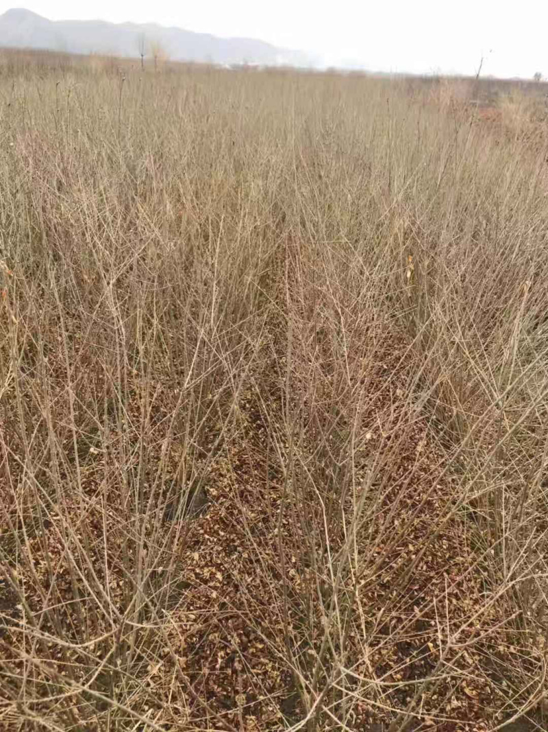 水蜡（女贞）多分枝70-1米高以上大量出售