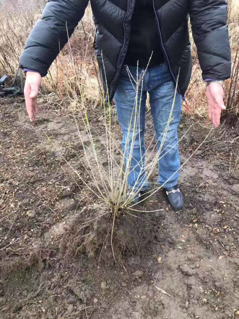 水蜡（女贞）多分枝70-1米高以上大量出售