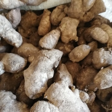 姜母批发优质姜母大量现货品质好一手货源全国物流发货