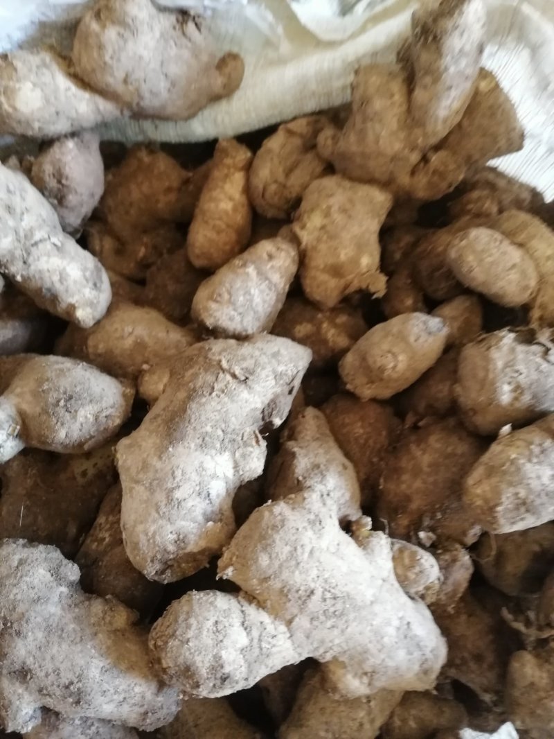 姜母批发优质姜母大量现货品质好一手货源全国物流发货
