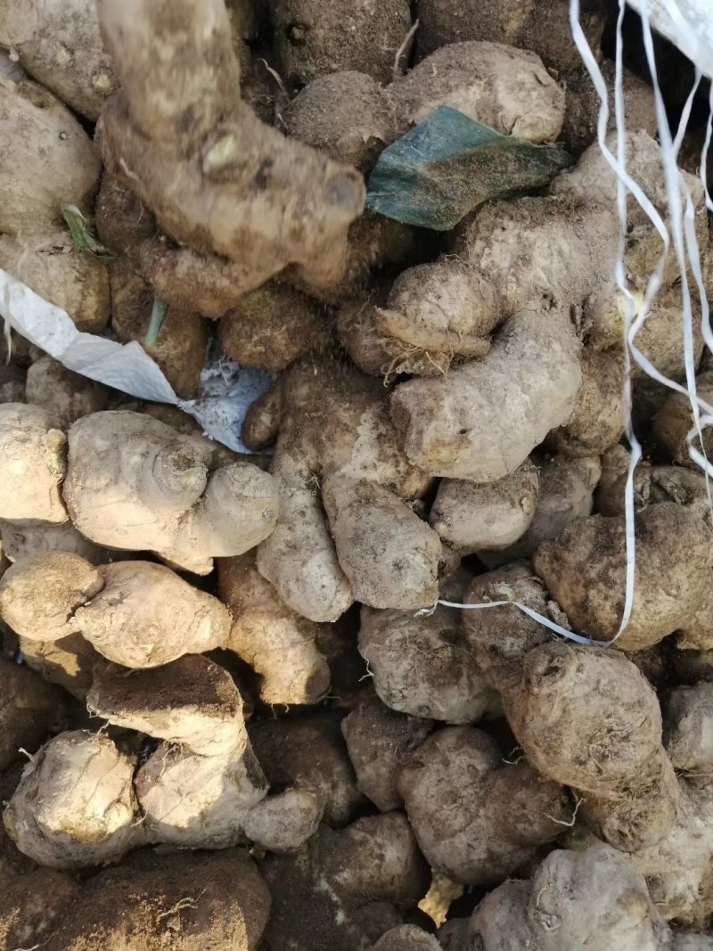 姜母批发优质姜母大量现货品质好一手货源全国物流发货