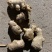姜母批发优质姜母大量现货品质好一手货源全国物流发货