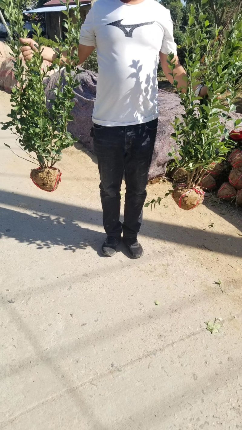 卫矛毛球，卫矛苗，基地直销，量大供应。50到150球
