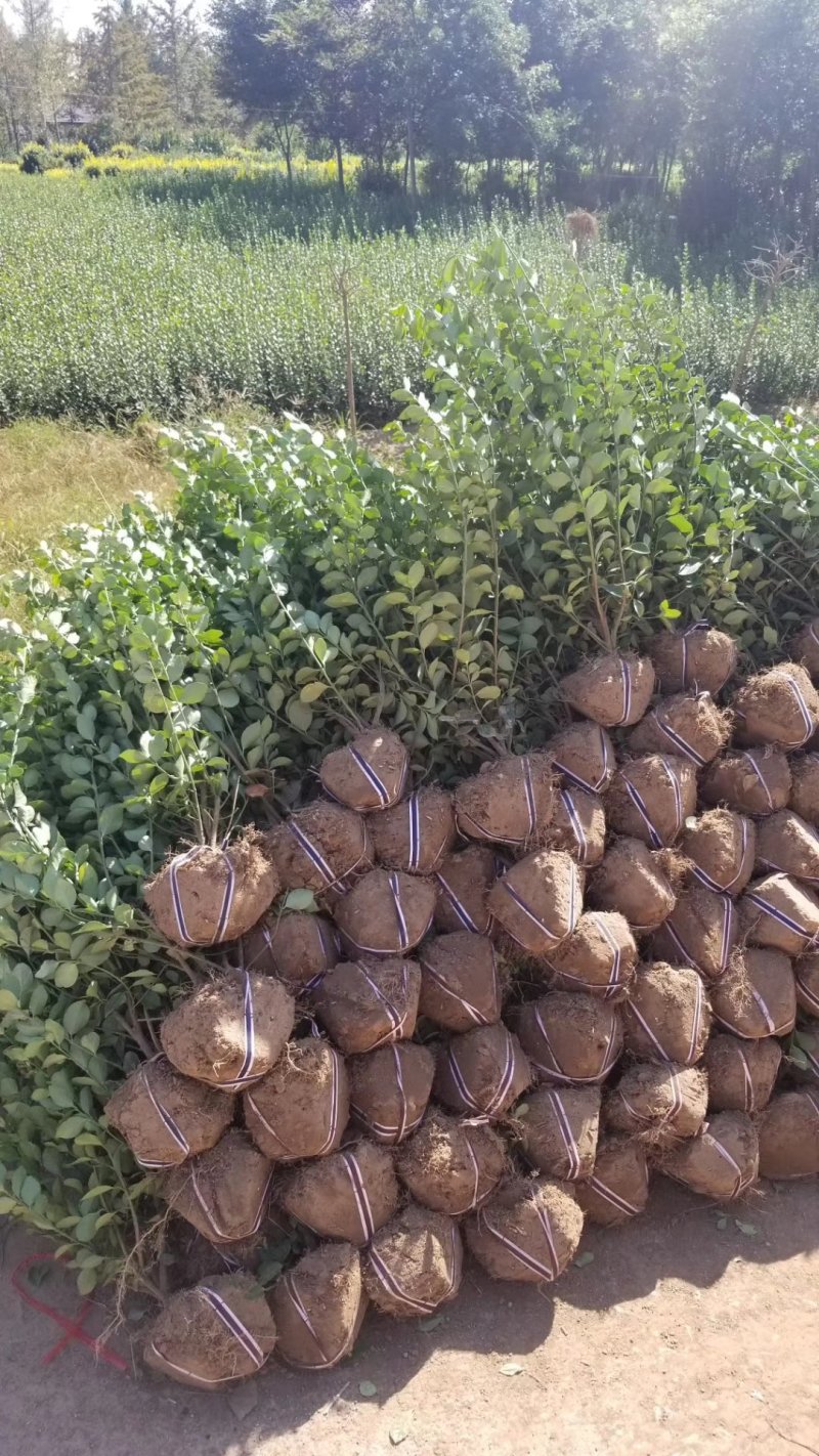 卫矛毛球，卫矛苗，基地直销，量大供应。50到150球