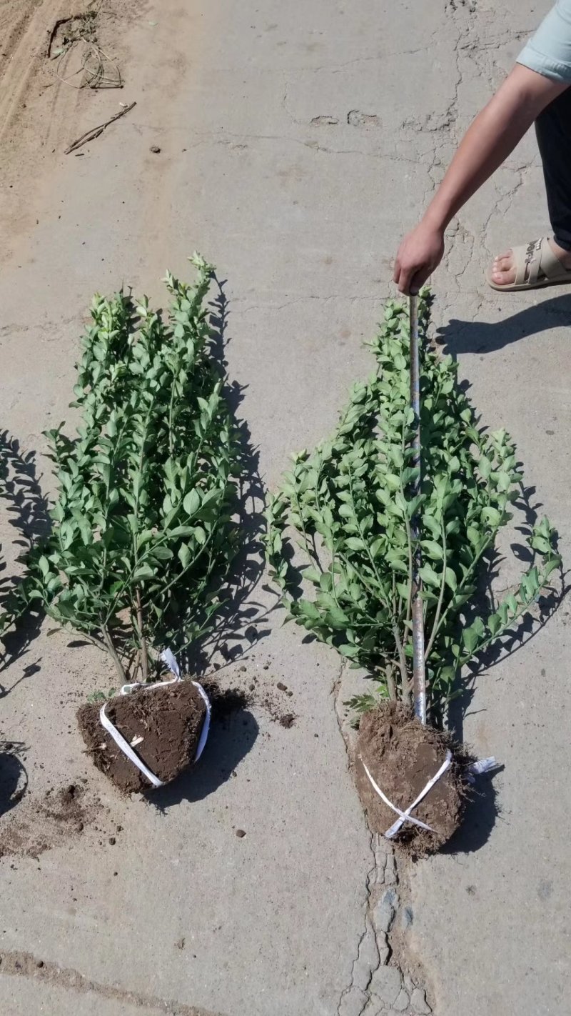 卫矛毛球，卫矛苗，基地直销，量大供应。50到150球