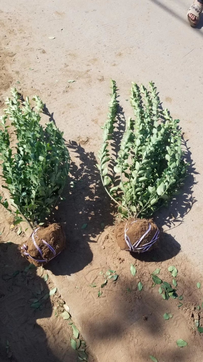 卫矛毛球，卫矛苗，基地直销，量大供应。50到150球