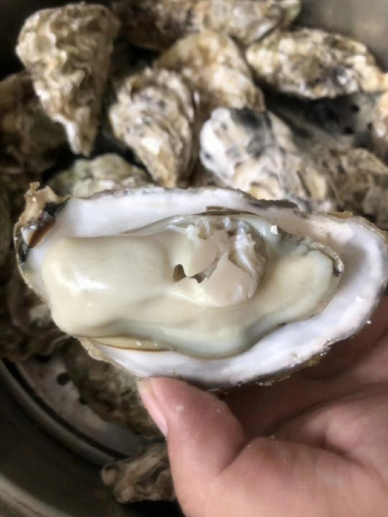 生蚝