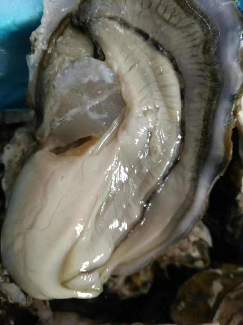生蚝