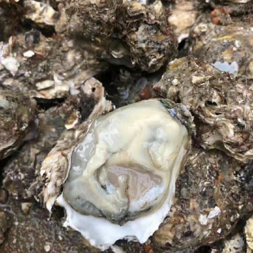 生蚝