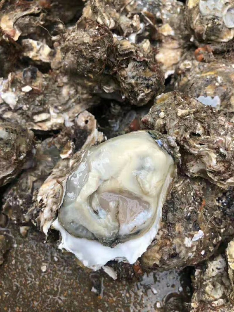 生蚝