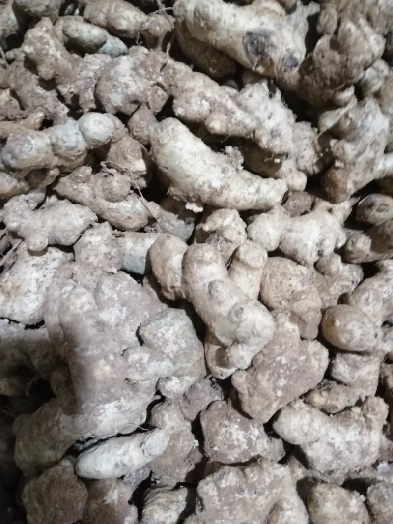 小姜姜母小姜母大量现货产地一手货源可物流发货