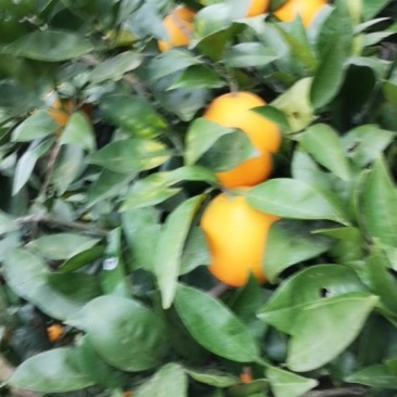 长虹