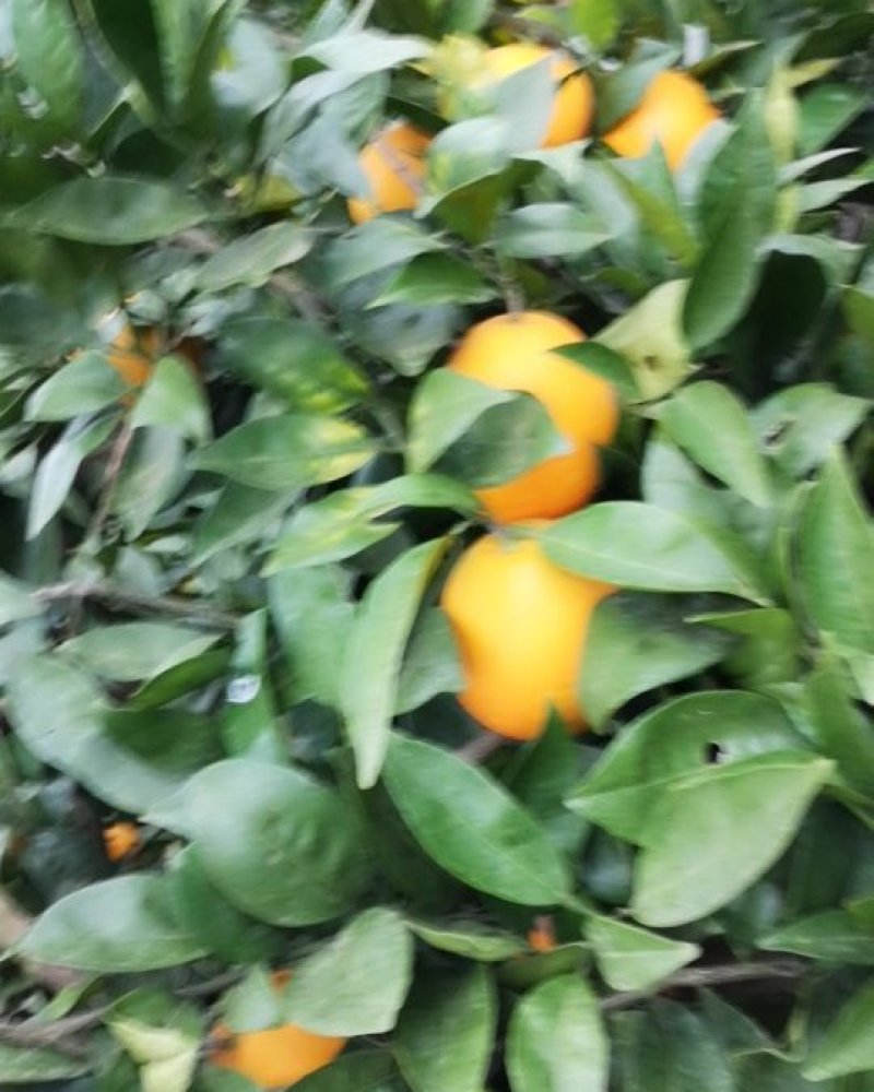 长虹