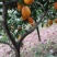 长虹