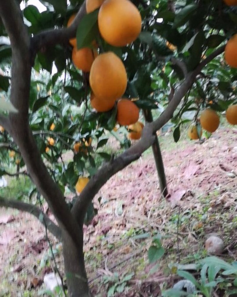 长虹