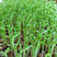 进口加拿大麻豌豆中小粒芽率高芽苗菜用种