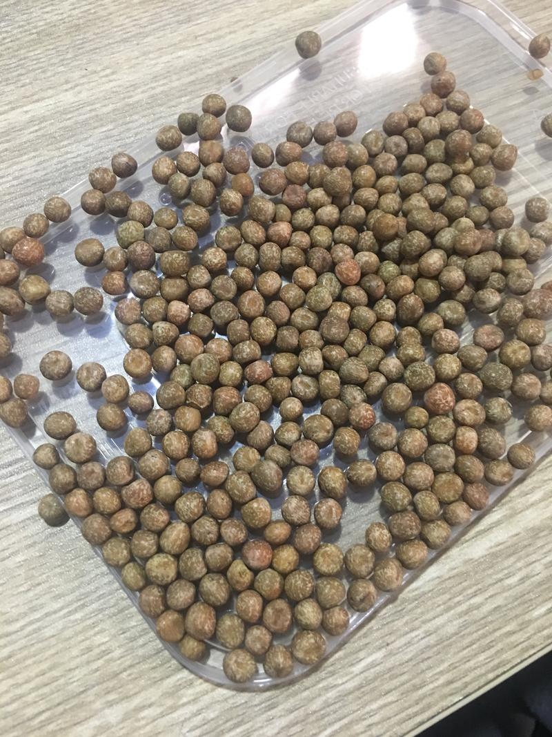 进口加拿大麻豌豆中小粒芽率高芽苗菜用种