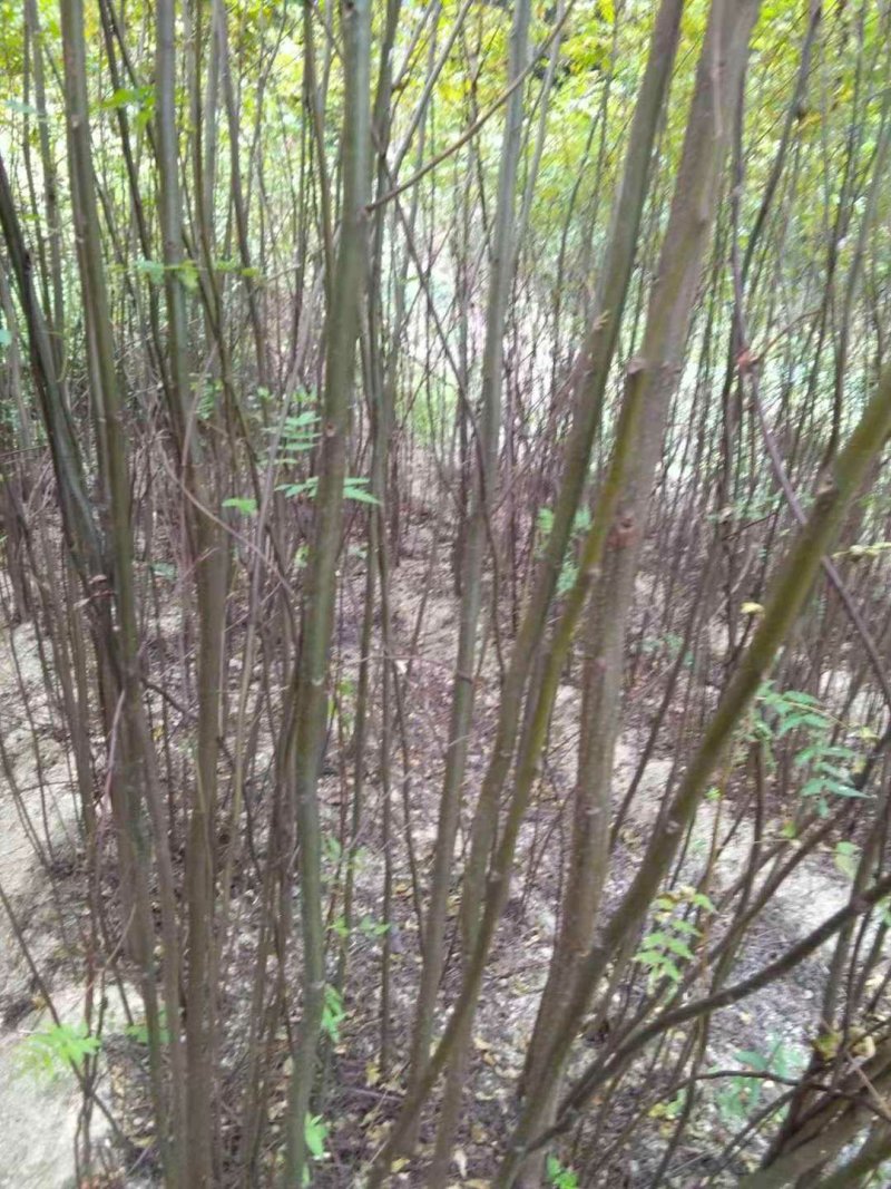 3年4年南酸枣苗鼻涕梨树苗南酸枣树