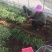 白芨苗