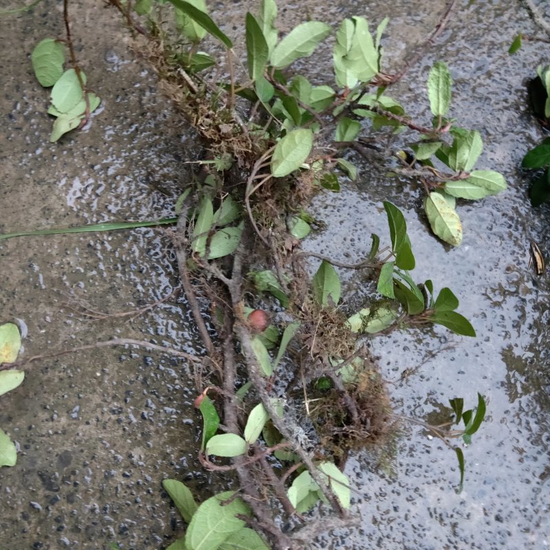 野地瓜苗野生地瓜果苗