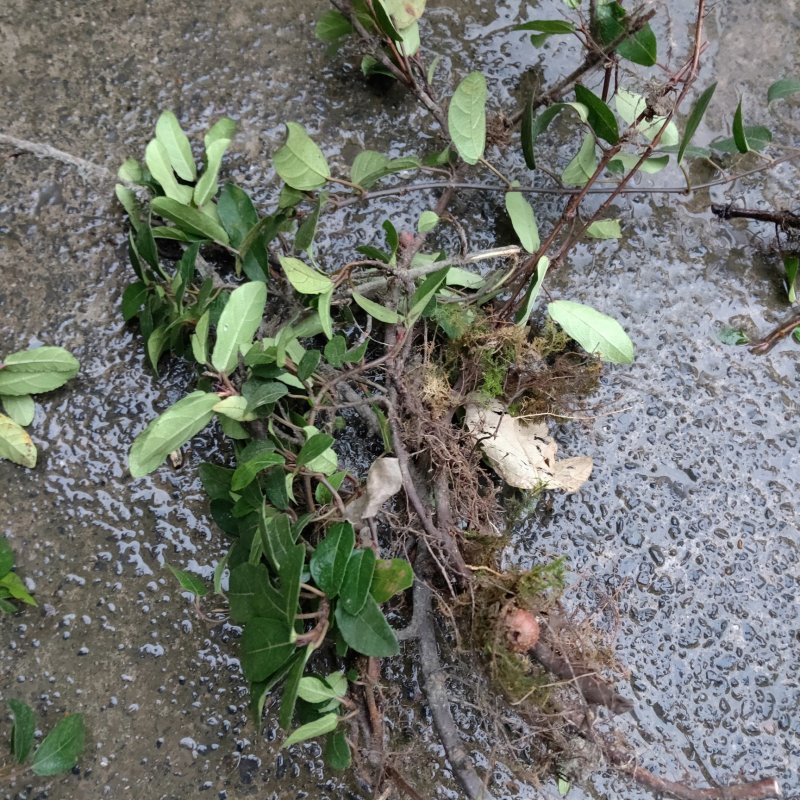 野地瓜苗野生地瓜果苗