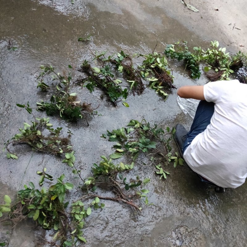 野地瓜苗野生地瓜果苗