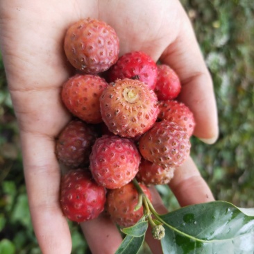 山荔枝树苗野荔枝树苗四照花树苗野荔枝苗