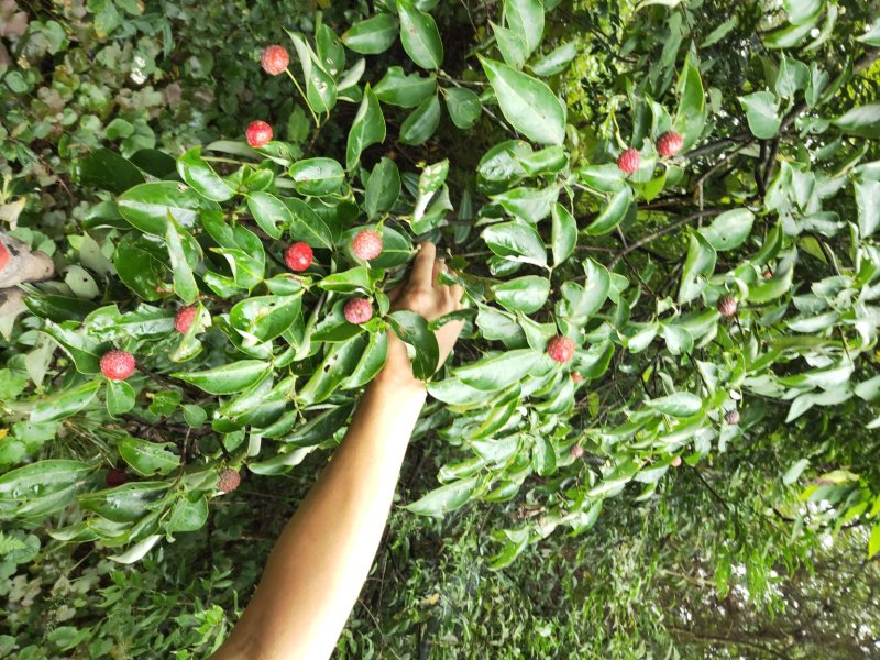 山荔枝树苗野荔枝树苗四照花树苗野荔枝苗