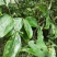 山荔枝树苗野荔枝树苗四照花树苗野荔枝苗
