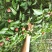 山荔枝树苗野荔枝树苗四照花树苗野荔枝苗