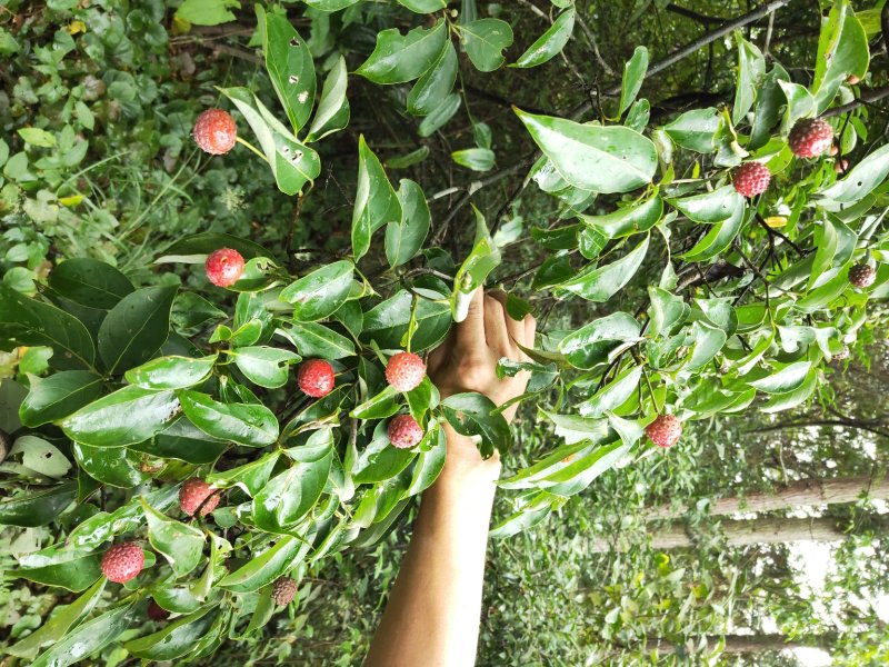 山荔枝树苗野荔枝树苗四照花树苗野荔枝苗