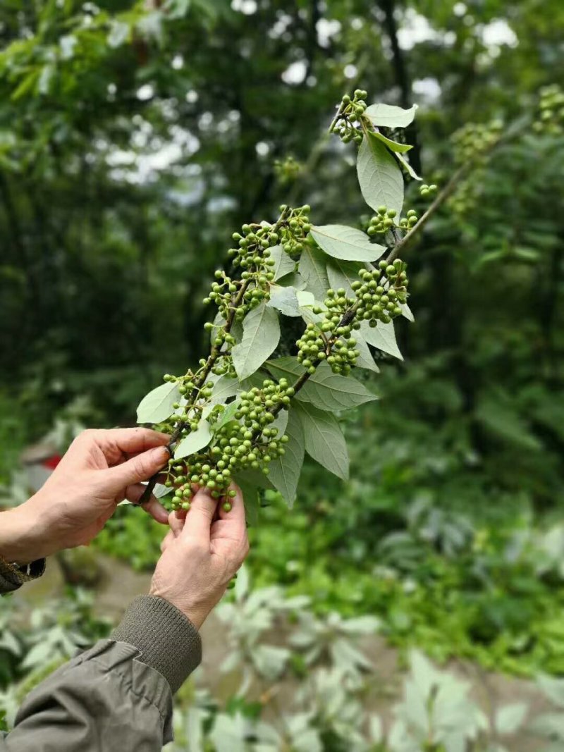 木姜子树苗山胡椒树苗香料树
