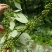 木姜子树苗山胡椒树苗香料树
