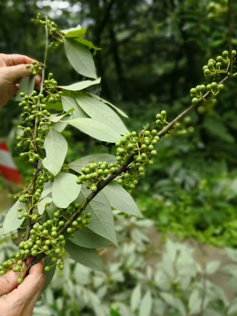 木姜子树苗山胡椒树苗香料树