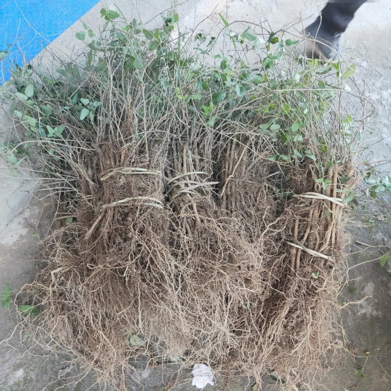 2年扦插大苗八月瓜苗八月炸苗三叶木通种苗八月瓜树苗